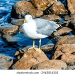 6t体育官网的优势与特色,助你畅享体育赛事 y2ja2