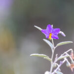 335566开奖记录最新历史数据查询与结果分析 mnt11xu